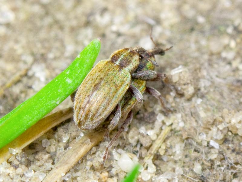 Hypera (Hypera) nigrirostris (Fabricius, 1775)